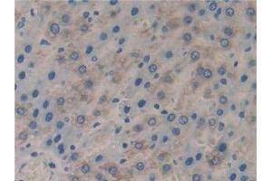IHC-P analysis of Rat Liver Tissue, with DAB staining. (FLIP antibody  (AA 43-281))