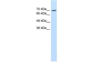WB Suggested Anti-EPS8L1 Antibody Titration:  1.