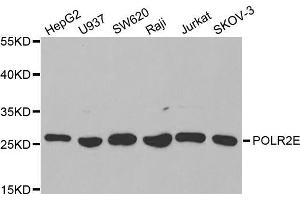 Western blot analysis of extracts of various cell lines, using POLR2E antibody (ABIN5970880) at 1/1000 dilution. (POLR2E antibody)