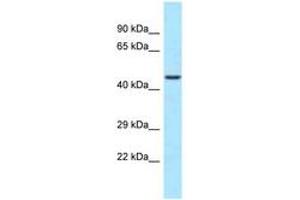 Image no. 1 for anti-WD Repeat Domain 74 (WDR74) (C-Term) antibody (ABIN6747969) (WDR74 antibody  (C-Term))
