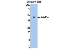 Western Blotting (WB) image for anti-Coagulation Factor VII (F7) (AA 42-169) antibody (ABIN1175155)