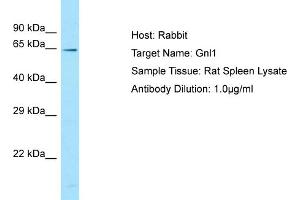Host: RabbitTarget Name: Gnl1Antibody Dilution: 1. (GNL1 antibody  (C-Term))