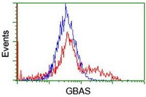 Image no. 2 for anti-Glioblastoma Amplified Sequence (GBAS) antibody (ABIN1498394) (GBAS antibody)