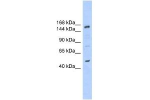 WB Suggested Anti-SHPRH Antibody Titration:  0. (SHPRH antibody  (N-Term))