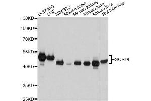Western blot analysis of extracts of various cell lines, using SQRDL antibody.