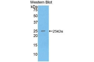 Western Blotting (WB) image for anti-Sprouty Homolog 3 (SPRY3) (AA 91-288) antibody (ABIN1860625) (SPRY3 antibody  (AA 91-288))