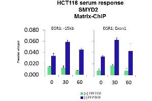 Quiescent human colon carcinoma HCT116 cultures were treated with 10% FBS for three time points (0, 15, 30min) or (0, 30, 60min) were used in Matrix-ChIP and real-time PCR assays at EGR1 gene (Exon1) and 15kb upstream site.