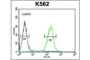 Flow cytometric analysis of K562 cells using POTEE Antibody (Center) Cat. (POTEE antibody  (Middle Region))