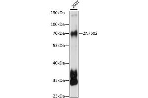 Western blot analysis of extracts of 293T cells, using ZNF502 antibody (ABIN7271494) at 1:1000 dilution. (ZNF502 antibody  (AA 1-150))
