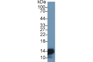 Detection of HBa1 in Mouse Liver lysate using Polyclonal Antibody to Hemoglobin Alpha 1 (HBa1) (HBA1 antibody  (AA 1-142))