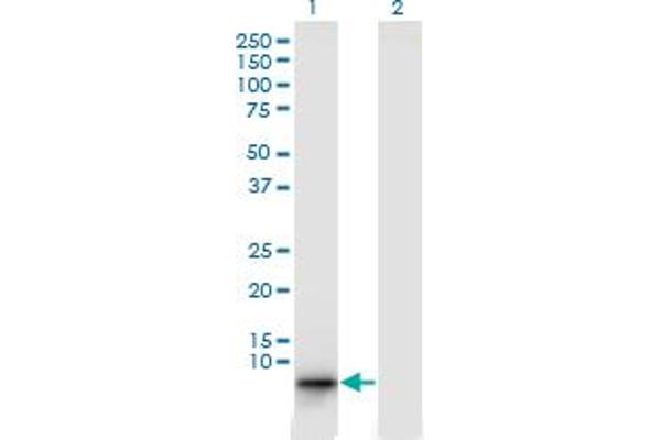 EBF4 antibody  (AA 1-88)