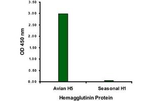 ELISA analysis of Influenza A virus Hemagglutinin H5 protein with 2 ug/mL Influenza A virus Hemagglutinin H5 monoclonal antibody, clone 4H1C10 . (Hemagglutinin antibody  (Internal Region))