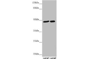 Western blot All lanes: PSTPIP1 antibody at 0. (PSTPIP1 antibody  (AA 157-416))