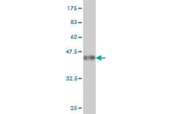 Huntingtin antibody  (AA 81-190)