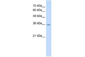 WB Suggested Anti-AGER Antibody Titration:  0. (RAGE antibody  (C-Term))