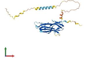 AlphaFold protein structure predicition of Human Recombinant TNFSF9 Protein, UniprotID P41273 (TNFSF9 Protein (AA 1-254) (His tag))