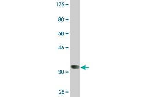 BMP8B antibody  (AA 274-362)