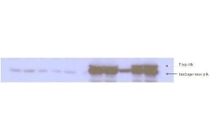 Western blot analysis is shown to detect endogenous and recombinant protein present in HeLa cell lysates. (PLK1 antibody  (pThr210))