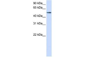 USP22 antibody  (Middle Region)