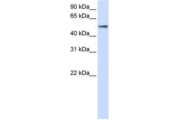 USP22 Antikörper  (Middle Region)