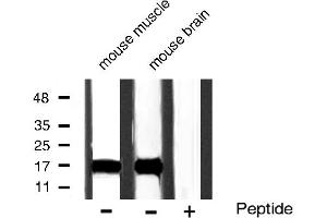 Western blot analysis of Acetyl-Histone H3 phosphorylation expression in mouse muscle and mouse brain tissue lysates,The lane on the right is treated with the antigen-specific peptide. (Histone 3 antibody  (H3K9ac))