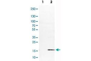 Western Blot analysis of Lane 1: negative control (vector only transfected HEK293T cell lysate) and Lane 2: over-expression lysate (co-expressed with a C-terminal myc-DDK tag in mammalian HEK293T cells) with S100A4 monoclonal antibody, clone CL0239 .
