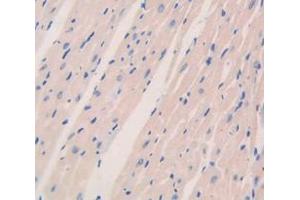 Figure. (RNLS antibody  (AA 18-150))