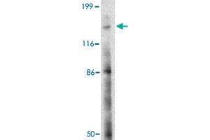 Western blot analysis of BAIAP3 in SK-N-SH cell lysate with BAIAP3 polyclonal antibody  at 2 ug/mL . (BAIAP3 antibody  (N-Term))