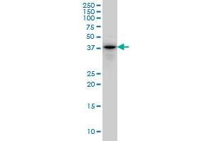 Cytohesin 2 antibody  (AA 314-398)