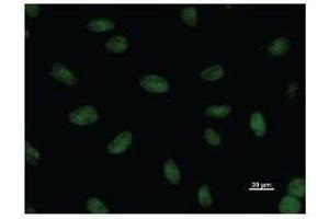 Immunostaining analysis in HeLa cells. (SNAPC1 antibody)
