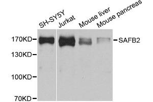 Western blot analysis of extracts of various cell lines, using SAFB2 antibody. (SAFB2 antibody)