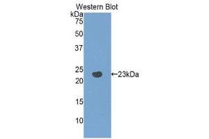 Western Blotting (WB) image for anti-Pannexin 1 (PANX1) (AA 77-260) antibody (ABIN1860124) (PANX1 antibody  (AA 77-260))