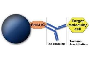 Image no. 1 for MagSi-protein G 1.0 beads (ABIN1721080) (MagSi-protein G 1.0 beads)