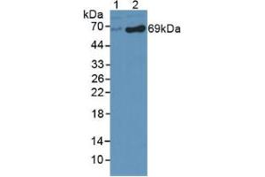 Figure. (DBH antibody  (AA 335-571))
