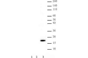 .Histone H3 phospho Thr11 pAb tested by Western blot. Western blot probed with Histone H3 phospho Thr11 pAb (1:2,000 dilution).     Lane 1: 200 ng recombinant histone H3.     Lane 2: 5 µg acid extract of HeLa cells.     Lane 3: 5 µg acid extract of HeLa cells treated with colcemid. (Histone 3 antibody  (pThr11))