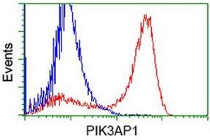 HEK293T cells transfected with either RC214125 overexpress plasmid (Red) or empty vector control plasmid (Blue) were immunostained by anti-PIK3AP1 antibody (ABIN2453455), and then analyzed by flow cytometry. (PIK3AP1 antibody)