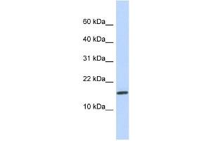 NCRNA00114 antibody used at 1 ug/ml to detect target protein.