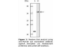 Image no. 1 for anti-Lymphocyte-Specific Protein tyrosine Kinase (LCK) antibody (ABIN232106) (LCK antibody)