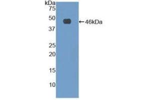 WB of Protein Standard: different control antibodies against Highly purified E. (Fibrillin 1 CLIA Kit)