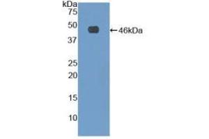 WB of Protein Standard: different control antibodies against Highly purified E. (Fibrillin 1 CLIA Kit)