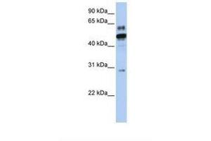 Image no. 1 for anti-Estrogen-Related Receptor alpha (ESRRA) (AA 146-195) antibody (ABIN6738176) (ESRRA antibody  (AA 146-195))