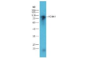 VCAM1 antibody  (AA 651-739)