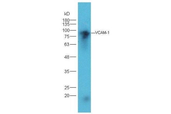 VCAM1 antibody  (AA 651-739)