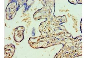 RFX5 antibody  (AA 367-616)