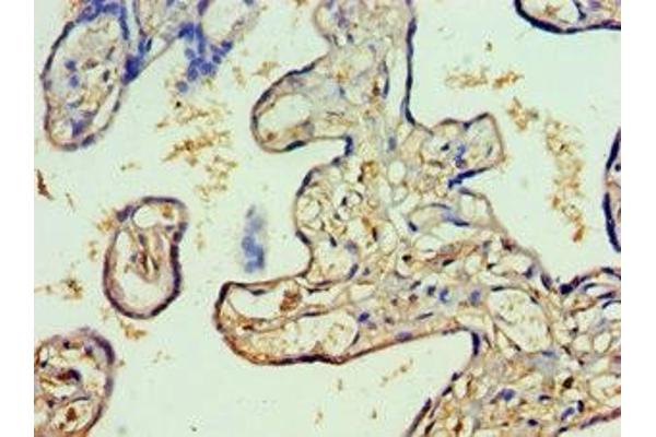 RFX5 antibody  (AA 367-616)