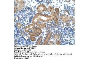 Human kidney (LONRF1 antibody  (N-Term))