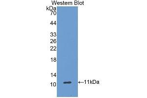 Western Blotting (WB) image for anti-Ghrelin (GHRL) (AA 25-117) antibody (ABIN1174044) (Ghrelin antibody  (AA 25-117))