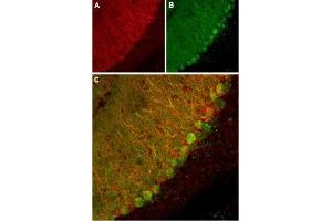Expression of KCNK1 in mouse cerebellum - Immunohistochemical staining of mouse cerebellum using Anti-KCNK1 (TWIK-1) (extracellular) Antibody (ABIN7043443, ABIN7045008 and ABIN7045009). (KCNK1 antibody  (Extracellular, P1 Loop))