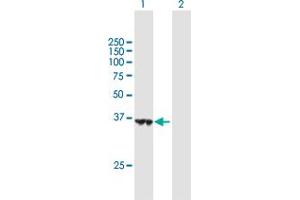 Western Blot analysis of HSDL1 expression in transfected 293T cell line by HSDL1 MaxPab polyclonal antibody. (HSDL1 antibody  (AA 1-330))