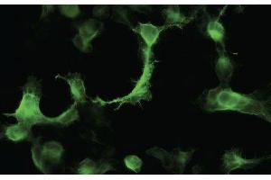 Immunofluorescence - anti-YFP Ab in 293HEK Cells transfected with YFP at 1/50 dilution cells were fixed with 4% of PFA, (YFP antibody)
